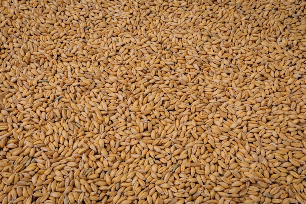 Tritordeum